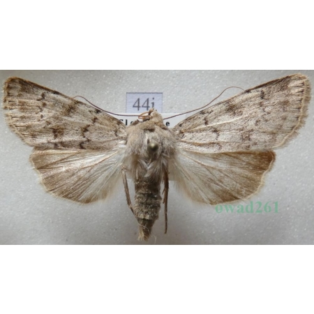 Epipsilia grisescens (Fabricius, 1794) female Slovenia44j